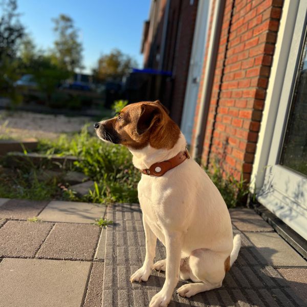 Max uit Nijeveen zoekt een Hondenoppas