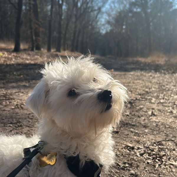Sparky uit Nuenen zoekt een Hondenoppas