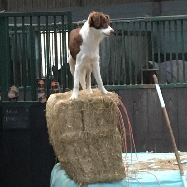 Muis, Flynn, Bennie uit Hernen zoekt een huisdierenoppas