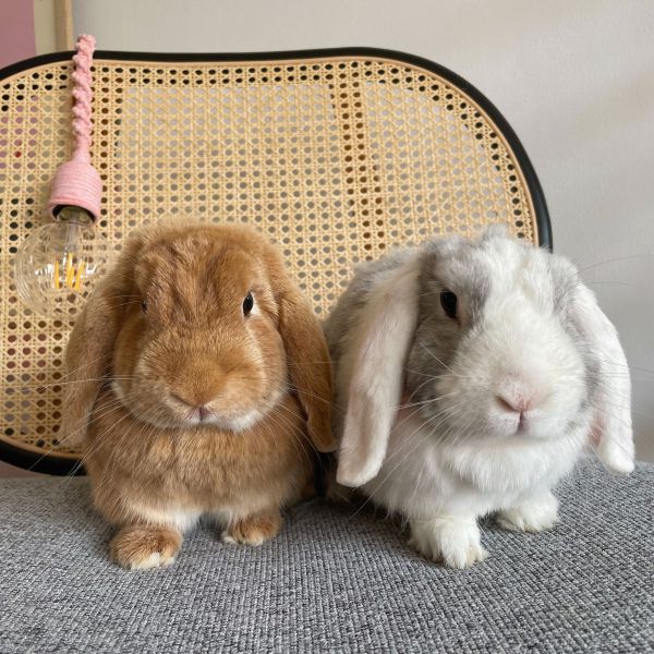 Nala en Jip uit Vaassen zoekt een Knaagdierenoppas
