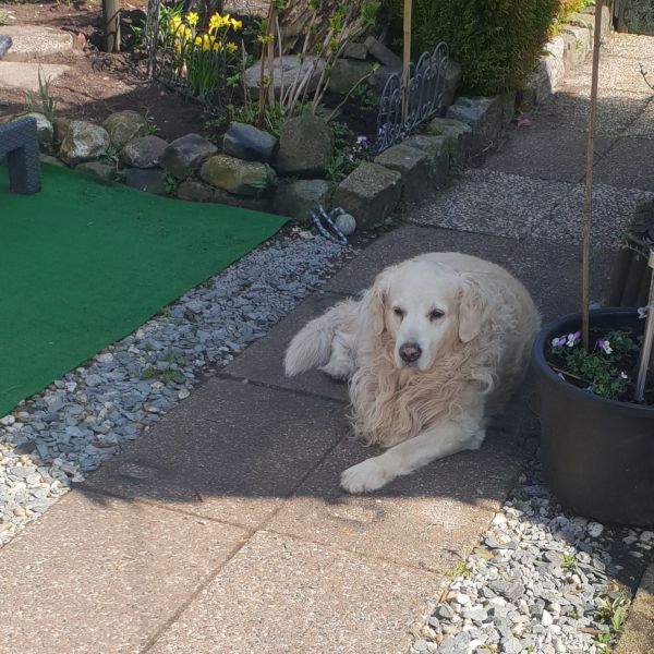 Hondenoppas Sam uit Amsterdam