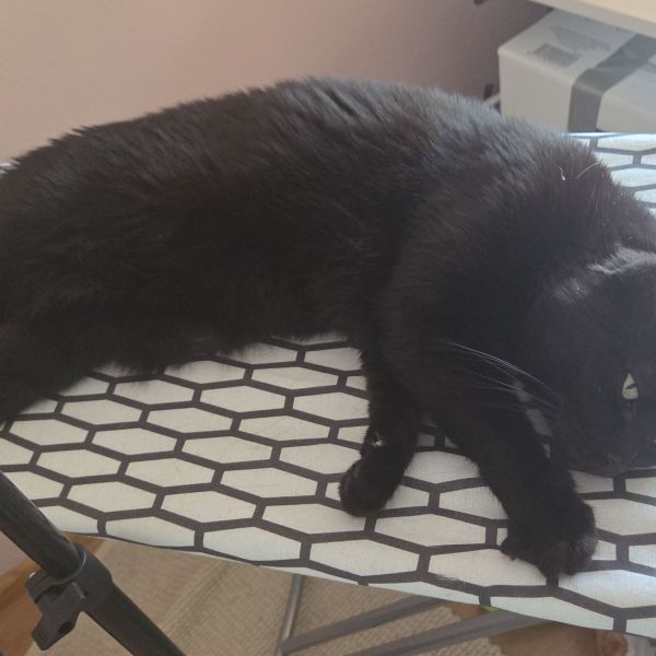 Harrie, Knofje uit Ulft zoekt een Kattenoppas