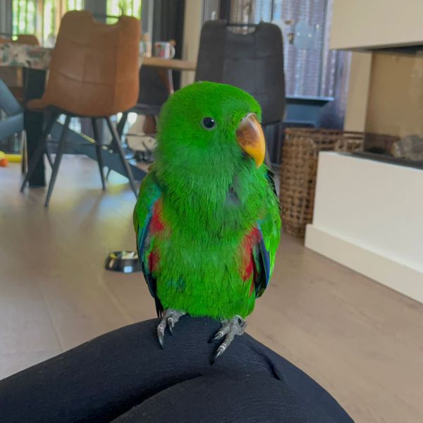 Pino uit Maastricht zoekt een Vogeloppas