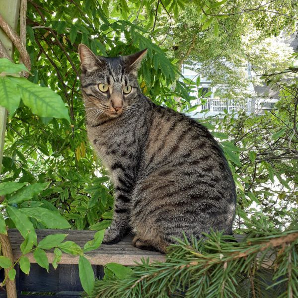 Thijs, Gijs uit Hoorn zoekt een Kattenoppas