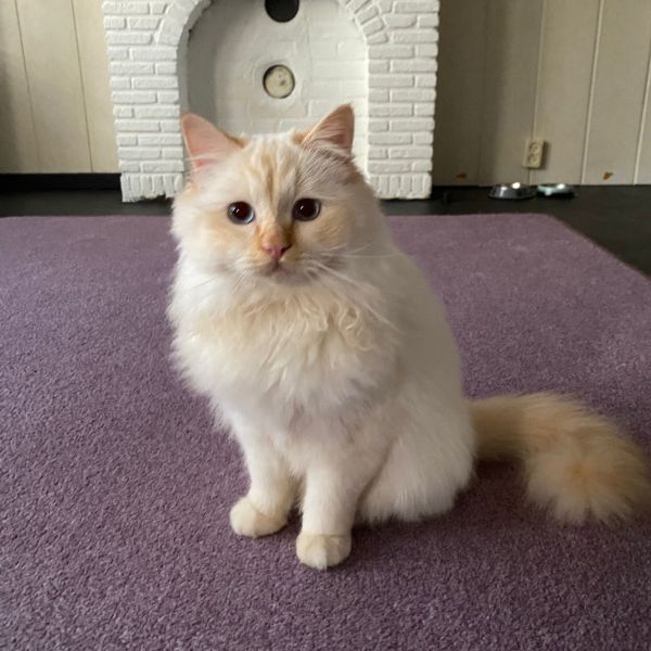 Sunny uit Oss zoekt een Kattenoppas
