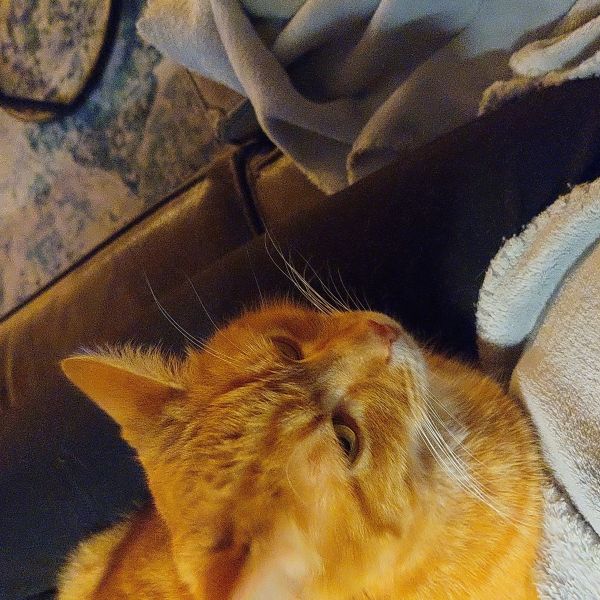 Pom uit Houten zoekt een Kattenoppas