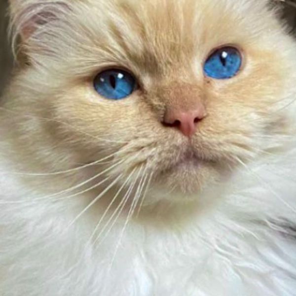 Bloempje uit Dordrecht zoekt een Kattenoppas