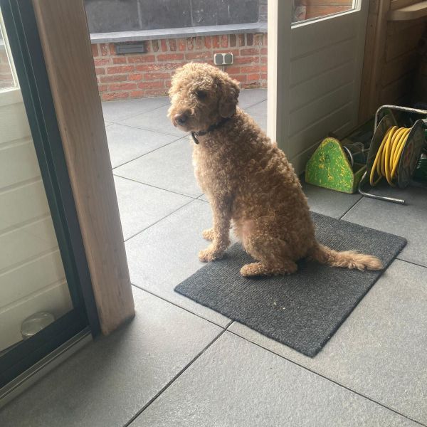 Roef uit Bredevoort zoekt een Hondenoppas