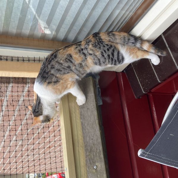 Remi, Remi uit Nieuwerbrug Aan Den Rijn zoekt een Kattenoppas