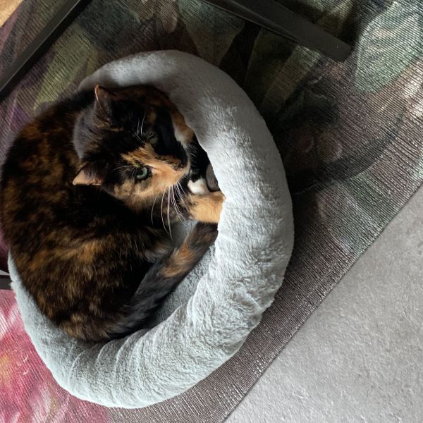 Floortje uit Zuidland zoekt een Kattenoppas