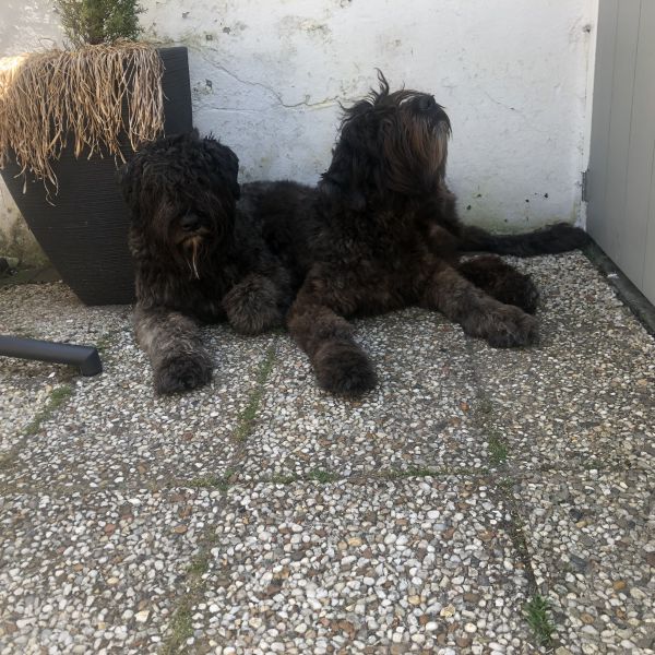 Zoë en Bear, Saartje uit Monster zoekt een huisdierenoppas