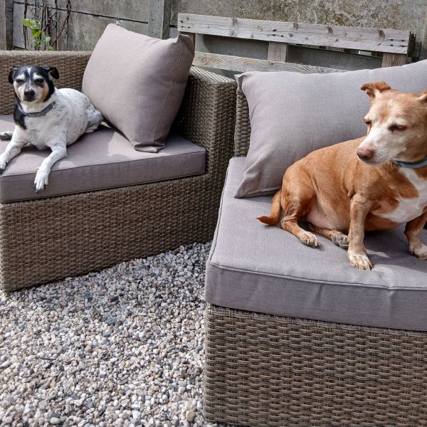 Binkie en jip, Jip uit Den Helder zoekt een Hondenoppas