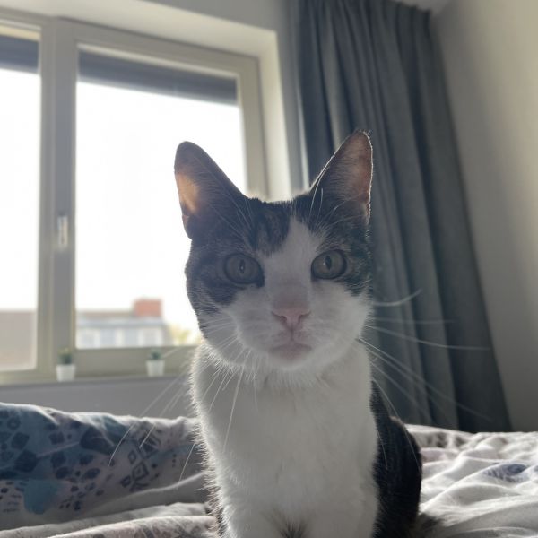 Mickey uit Amersfoort zoekt een Kattenoppas