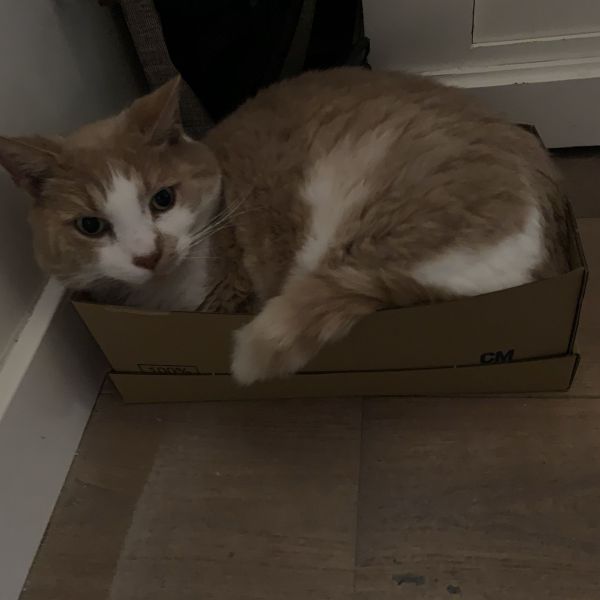 Bentley uit Harderwijk zoekt een Kattenoppas