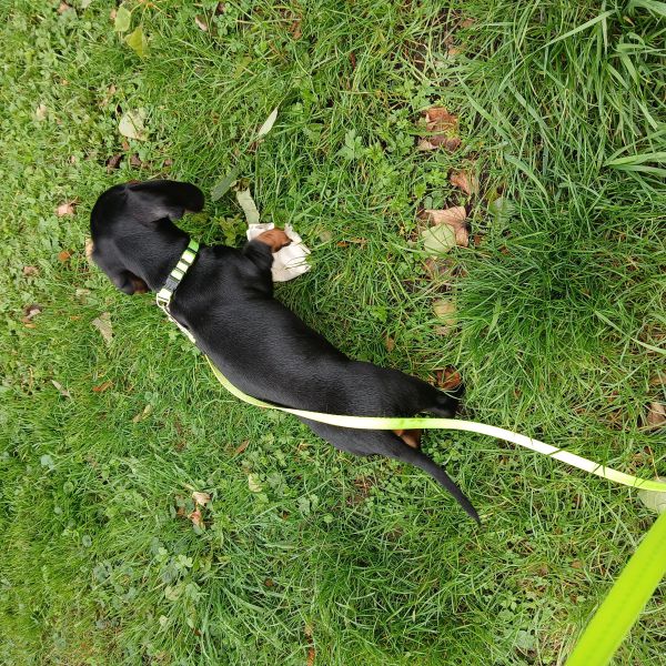 Otis uit Mijdrecht zoekt een Hondenoppas
