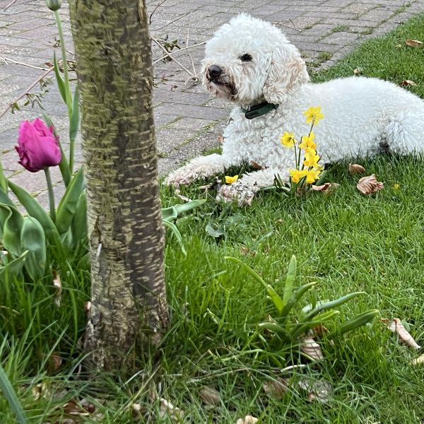 Snowy uit Groningen zoekt een Hondenoppas