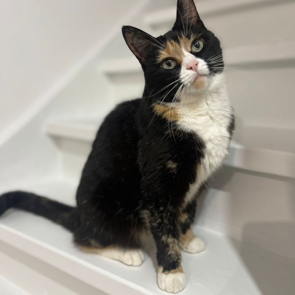 Pippi, Schommel uit Heerhugowaard zoekt een Kattenoppas