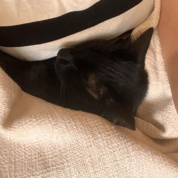Huisdierenoppas Ninja uit Tiel