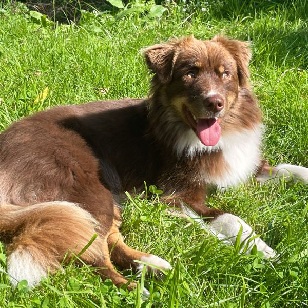 Ronja uit Groningen zoekt een Hondenoppas