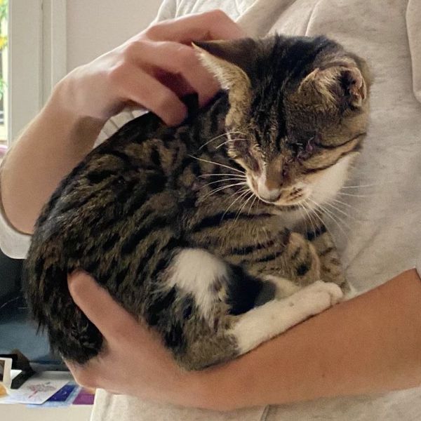 Daan, Bobo, LouLou uit Olst zoekt een Kattenoppas