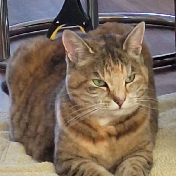 Whoopy uit Vlaardingen zoekt een Kattenoppas