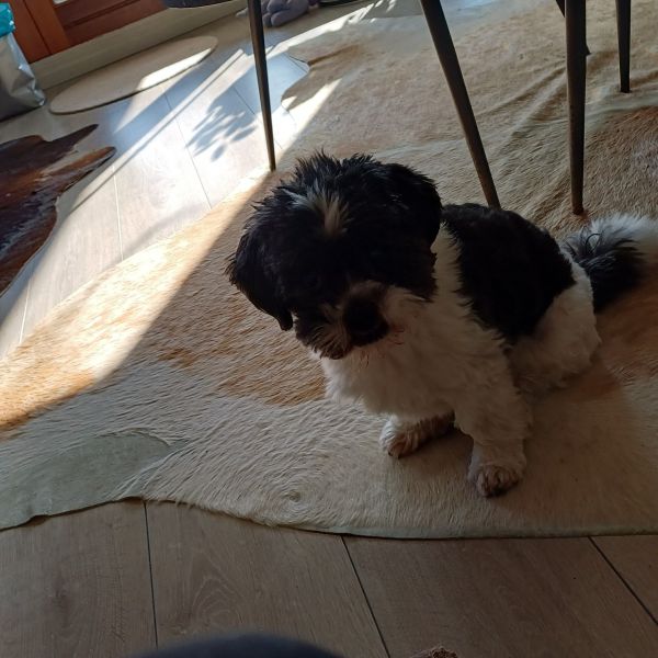 Hondenoppas Berty uit Oud-Loosdrecht