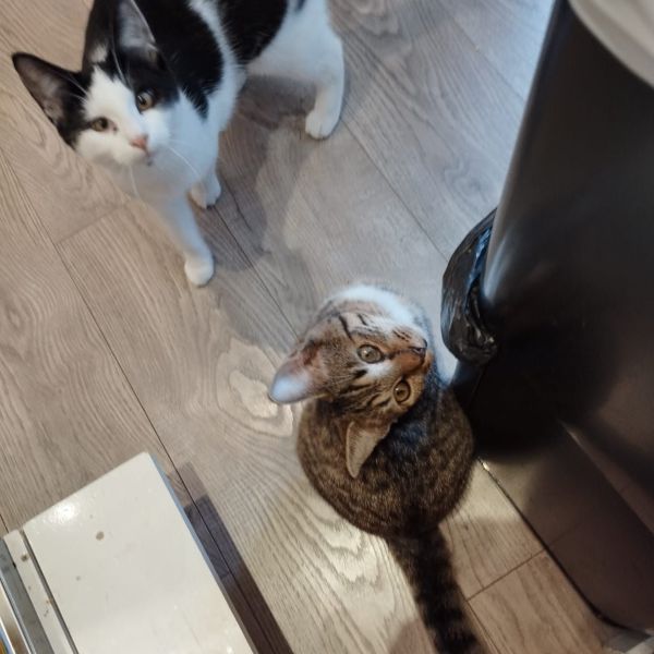 Diana, Loesje uit Lelystad zoekt een Kattenoppas