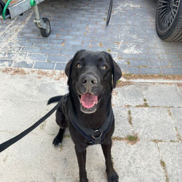 Loona, Bo, Miu uit Amsterdam zoekt een huisdierenoppas