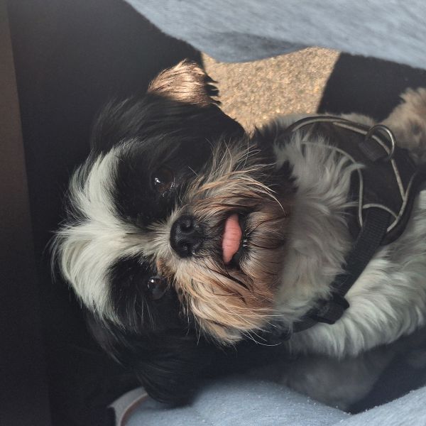 Hondenoppas Sterre uit Doetinchem