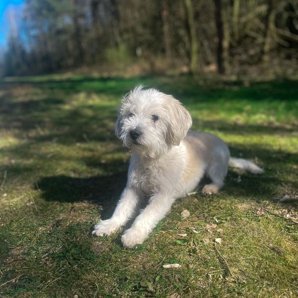 Daisy uit Veenendaal zoekt een Hondenoppas