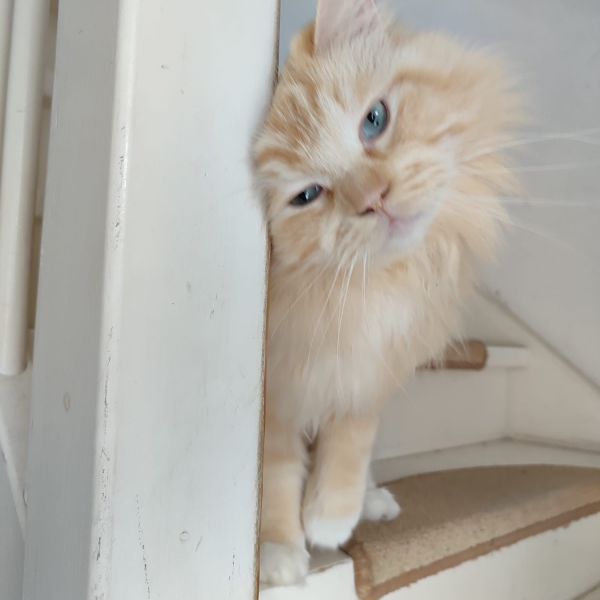 Neo uit Westervoort zoekt een Kattenoppas