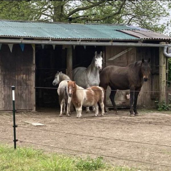 2 paarden en 2 pony’s uit Groesbeek zoekt een Paardenverzorger