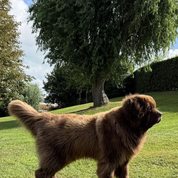 Floor uit Blankenham zoekt een Hondenoppas