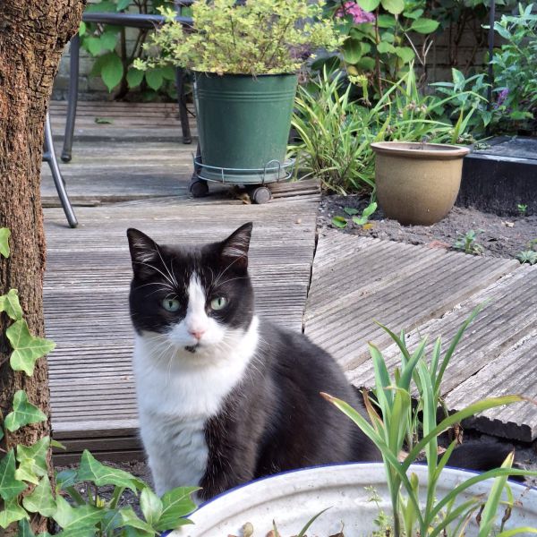 Roos uit Bakel zoekt een Kattenoppas