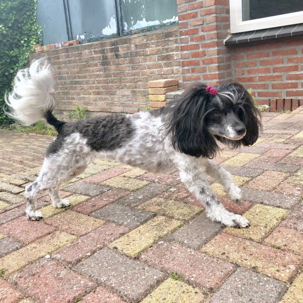 Huisdierenoppas Denise uit Hoogezand