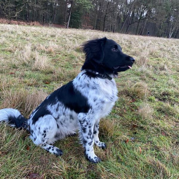 Dex uit Driebergen-Rijsenburg zoekt een Hondenoppas