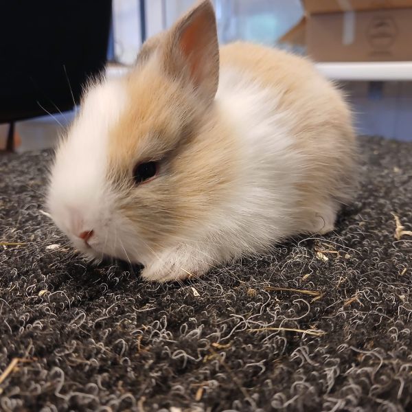 Snufje uit Schijndel zoekt een Knaagdierenoppas