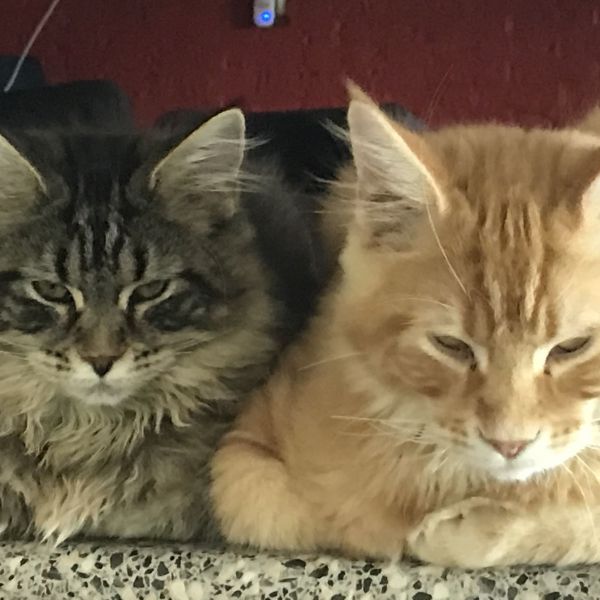 Jerry en Baya, Baya uit Drieborg zoekt een Kattenoppas