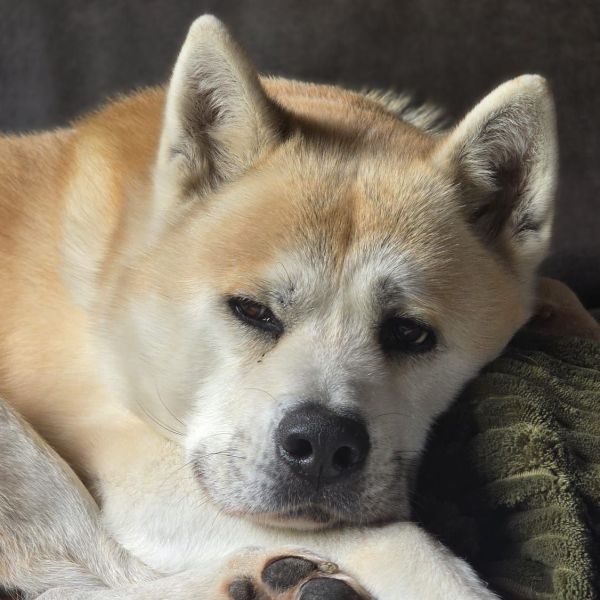 Hideki, Dakota uit Varsseveld zoekt een Hondenoppas