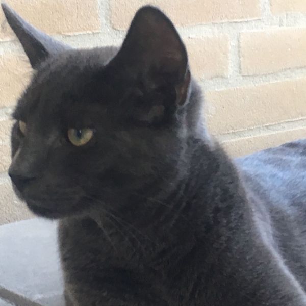 Pjotr uit Helmond zoekt een Kattenoppas