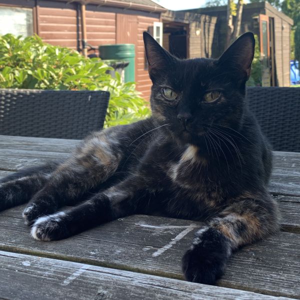 Sientje uit Veendam zoekt een Kattenoppas