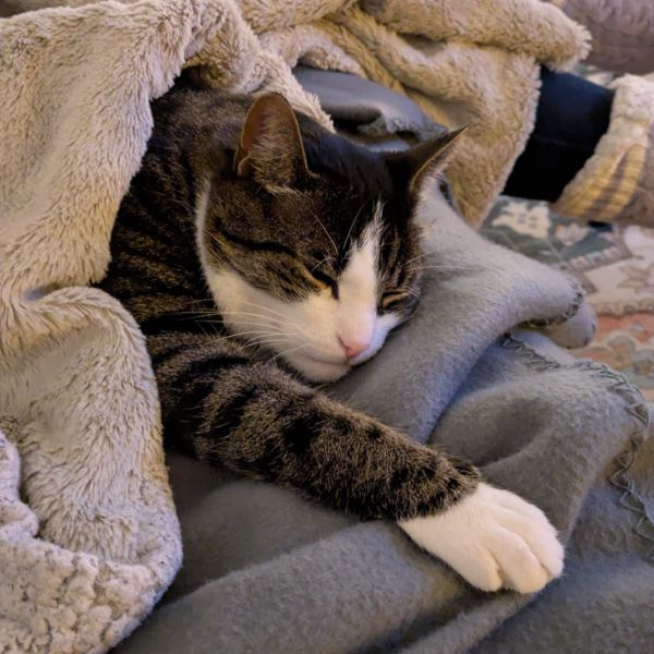 Tijger uit Nijmegen zoekt een Kattenoppas