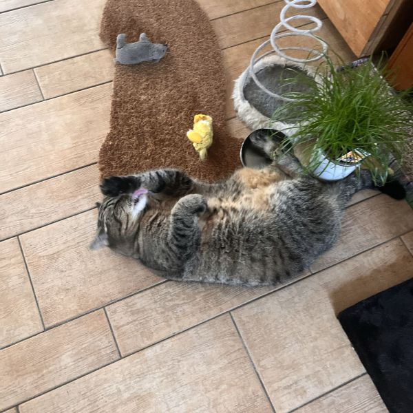 Kattenoppas Guusje uit Amersfoort