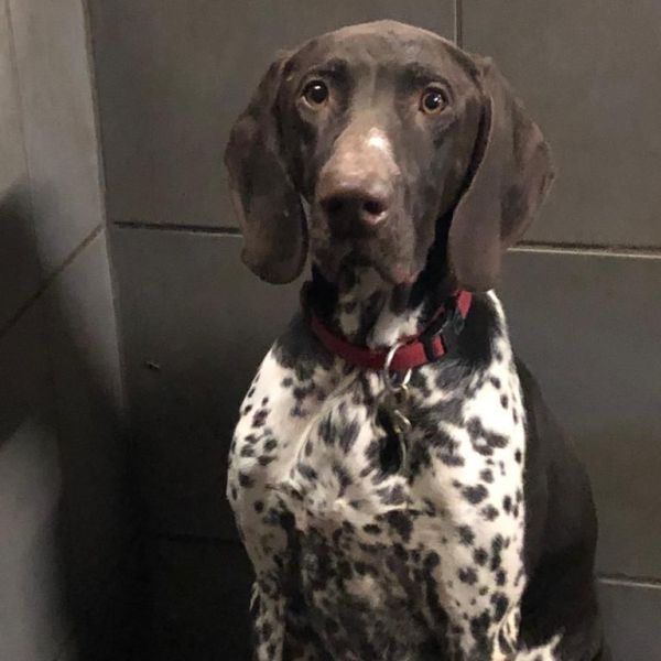 Bodi uit Bergen zoekt een Hondenoppas