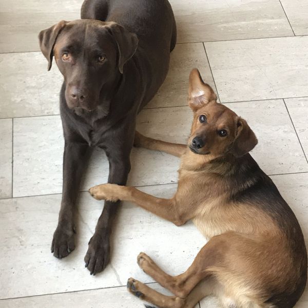 Jip, Pablo uit Meppel zoekt een Hondenoppas