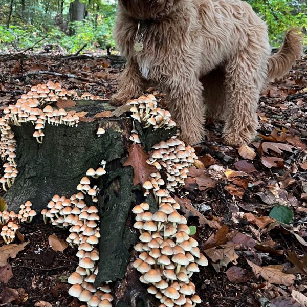 Lo uit Oosterbeek zoekt een Hondenoppas