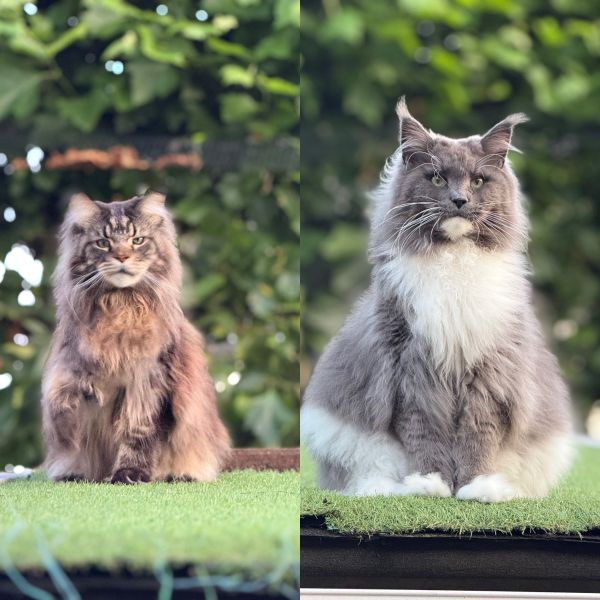 Mowgli en Baloe uit Haaksbergen zoekt een Kattenoppas