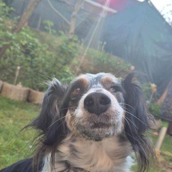 Hondenoppas Sonja uit Landgraaf