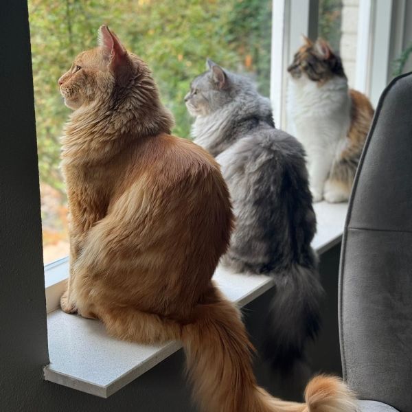 Max, Indy, Noa uit Sittard zoekt een Kattenoppas