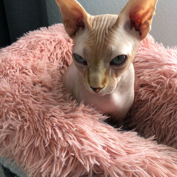 Maui uit Noordwijk zoekt een Kattenoppas